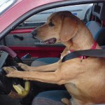 Dog Driver