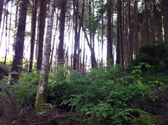 IMG_1079.jpg IMG_1079